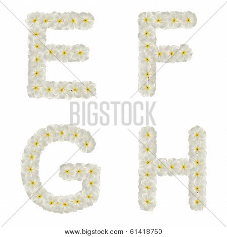 Letters Made Of Tropical Flowers Frangipani (plumeria) Isolated ,efgh