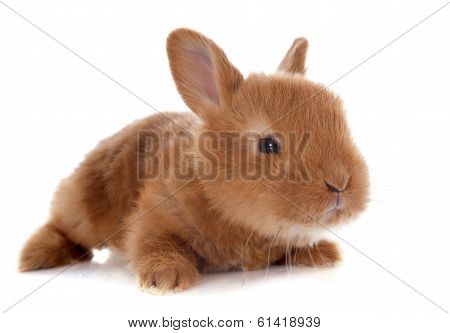 Young Rabbit