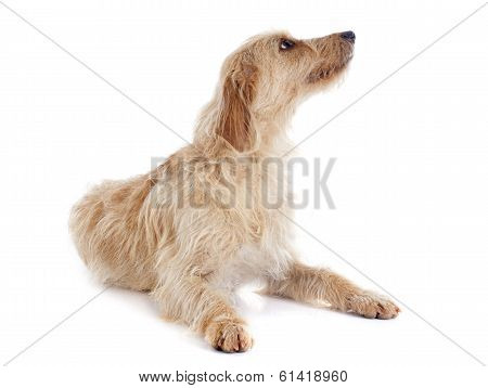 Fauve De Bretagne