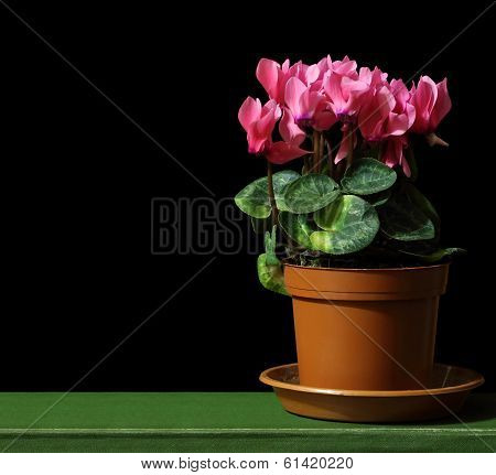 Cyclamen