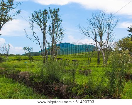 Leafless trees in grassland