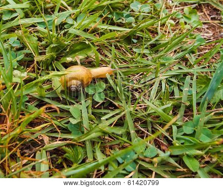Snail on grass