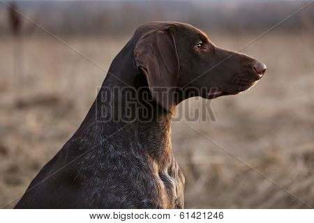 Pointer Hunting Dog Sitting And Looking Into The Distance