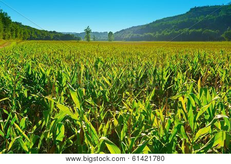 Corn