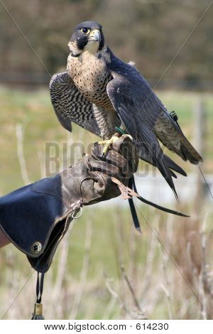 Aquila e gestore