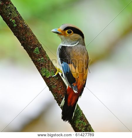 Female Silver-breasted Broadbill