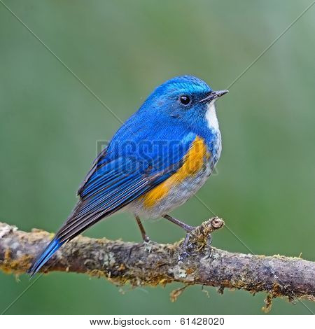 Himalayan Bluetail