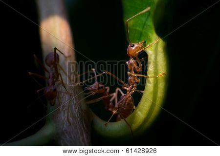 ant