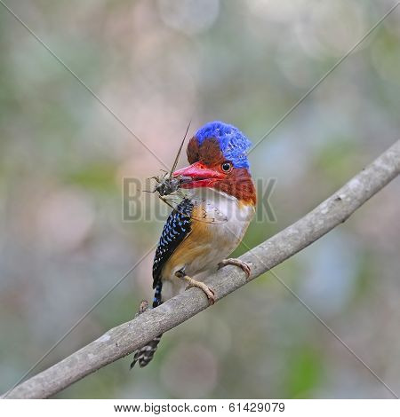 Male Banded Kingfisher
