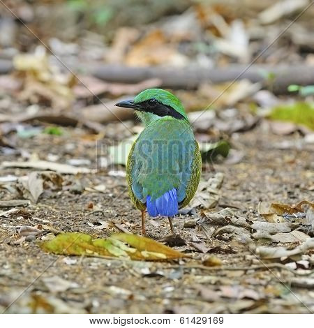 Male Bar-bellied Pitta