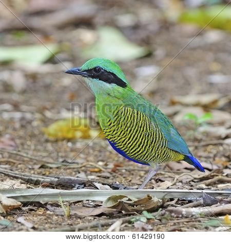 Male Bar-bellied Pitta