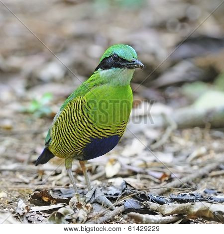 Male Bar-bellied Pitta