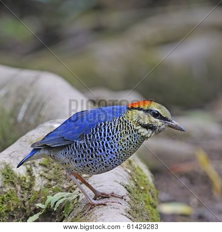 Male Blue Pitta