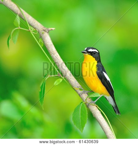 Yellow-rumped Flycatcher Bird
