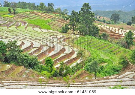 Terrace Rice Fields