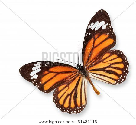 Monarch Butterfly Flying