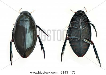 Black Beetle
