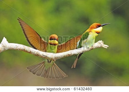 Chestnut-headed Bee-eater