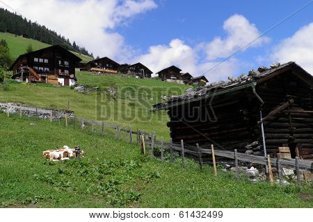 Cow Heaven