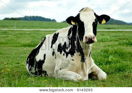 Relaxing Cow