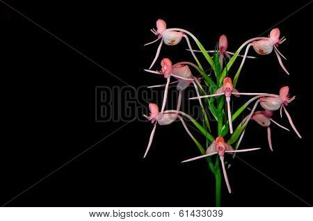 Habenaria rostellifera