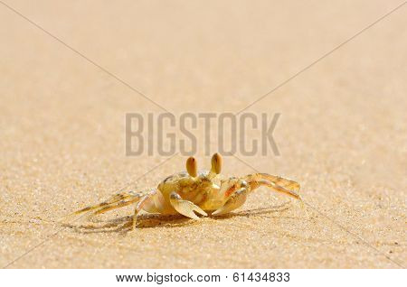 Ghost Crab