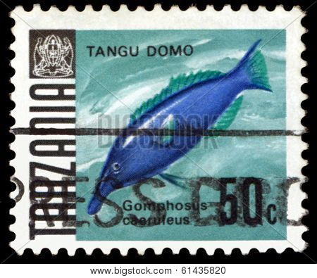 Vintage  Postage Stamp. Gomphosus Caerulrus.