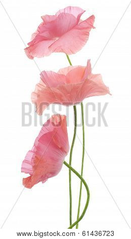 Poppy