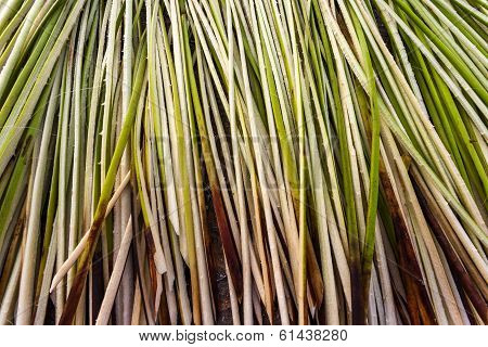 Chrysopogon Zizanioides