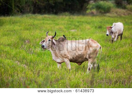 An Cow And An Black Drongo