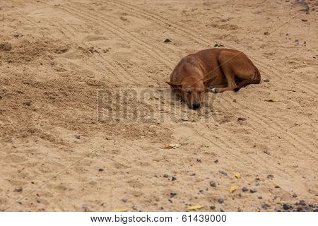 Sleeping Dog