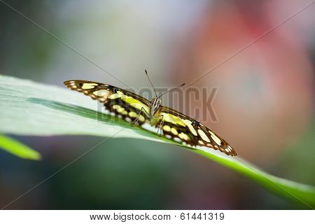 An image of a nice butterfly - Papilionidae