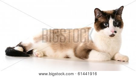 ragdoll cat laying down isolated on white background