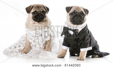 dog bride and groom - pugs isolated on white background 