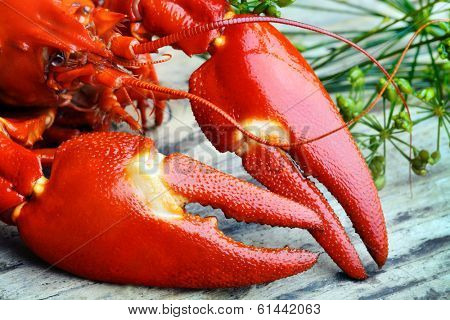 Pre-boiled crayfish and flowering dill garnishing