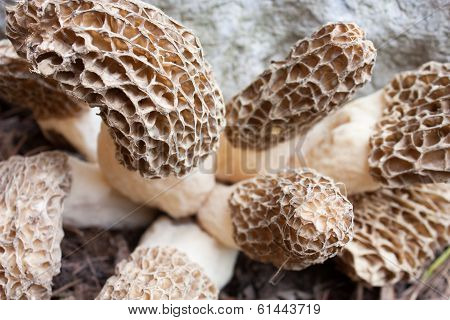 Black Morels Close Up