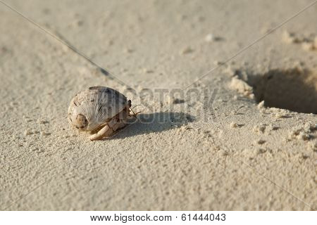 Hermit crab on the sandy beach