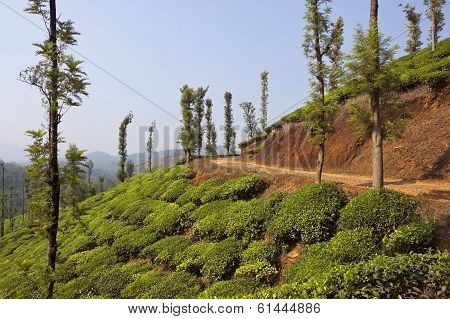 Tea Country
