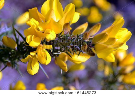 gorse