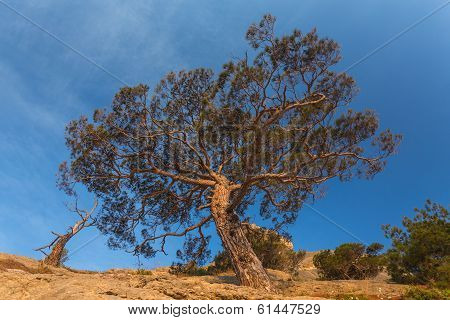 juniper tree on rocky coast of Black sea.