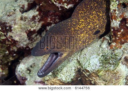 Yellowmargin Moray