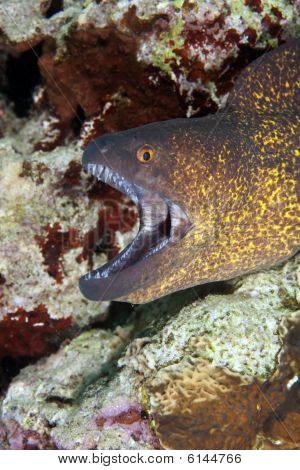 Yellowmargin Moray
