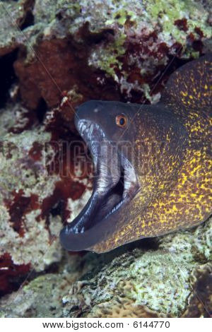 Yellowmargin Moray