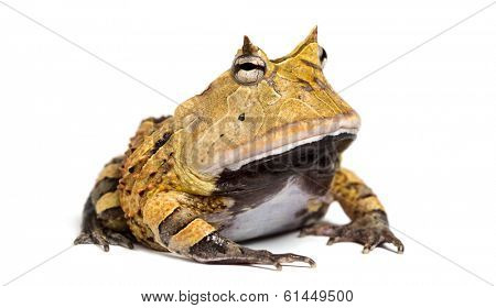 Argentine Horned Frog, Ceratophrys ornata, isolated on white