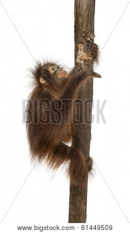Side view of a young Bornean orangutan climbing on a tree trunk, Pongo pygmaeus, 18 months old, isolated on white