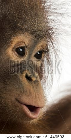 Close-up of a young Bornean orangutan's profile, Pongo pygmaeus, 18 months old, isolated on white