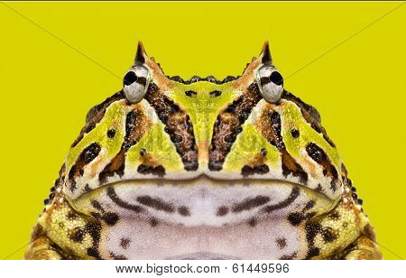 Close-up of an Argentine Horned Frog facing, Ceratophrys ornata on a green background
