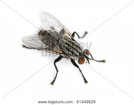Flesh fly viewed from up high, Sarcophagidae, isolated on white
