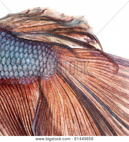 Close-up of a Siamese fighting fish's caudal fin, Betta splendens, isolated on white