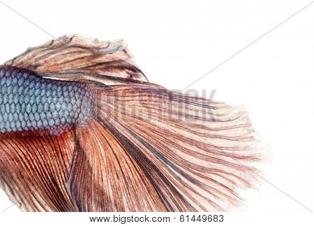 Close-up of a Siamese fighting fish's caudal fin, Betta splendens, isolated on white